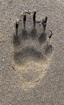 Otter footprint